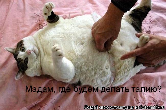 Мадам, где будем делать талию?... Котоматрица: Мадам, где будем делать талию?