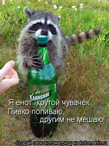 Я енот -крутой чувачёк Пивко попиваю, другим не мешаю!... Котоматрица: Я енот -крутой чувачёк Пивко попиваю, другим не мешаю!