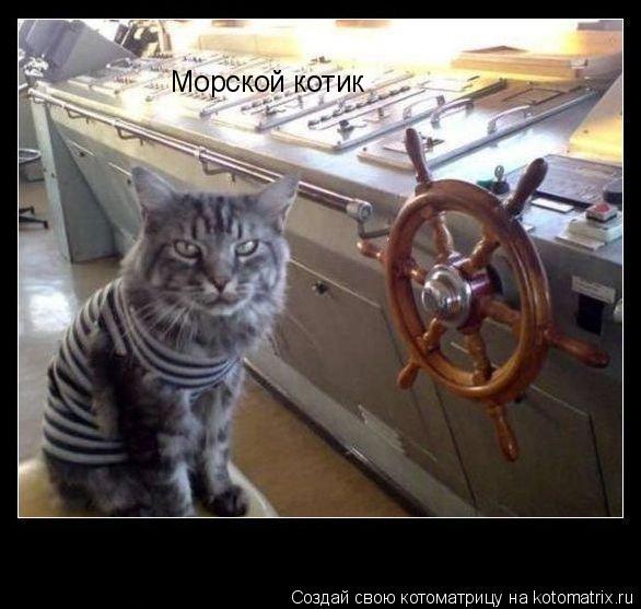 Морской котик... Котоматрица: Морской котик
