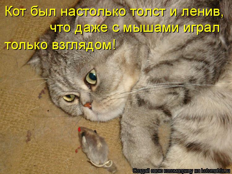 Кот был настолько толст и ленив, что даже с мышами играл только взглядом!... Котоматрица: Кот был настолько толст и ленив, что даже с мышами играл только взглядом!