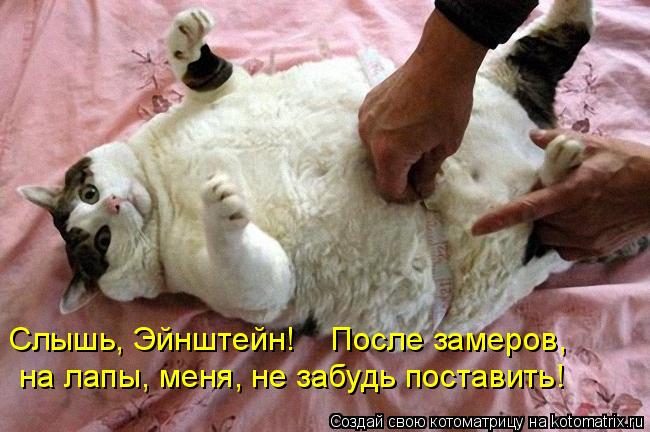 Слышь, Эйнштейн! После замеров, на лапы, меня, не забудь поставить!... Котоматрица: Слышь, Эйнштейн! После замеров, на лапы, меня, не забудь поставить!