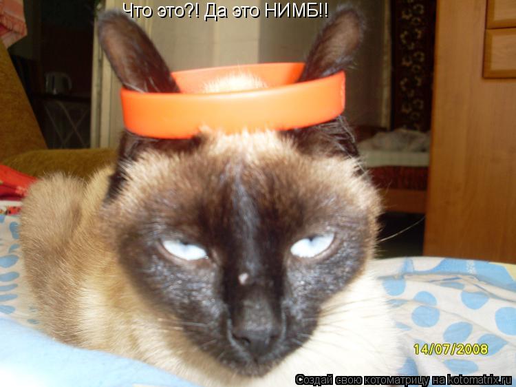 Что это?! Да это НИМБ!!... Котоматрица: Что это?! Да это НИМБ!!