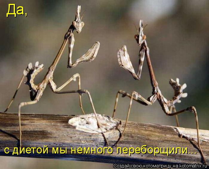 Да, с диетой мы немного переборщили...... Котоматрица: Да, с диетой мы немного переборщили...