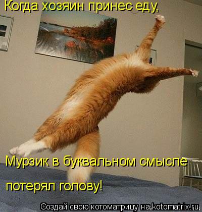Когда хозяин принес еду, Мурзик в буквальном смысле потерял голову!... Котоматрица: Когда хозяин принес еду, Мурзик в буквальном смысле потерял голову!