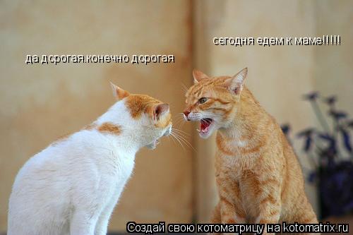 сегодня едем к маме!!!!! да дорогая.конечно дорогая... Котоматрица: сегодня едем к маме!!!!! да дорогая.конечно дорогая