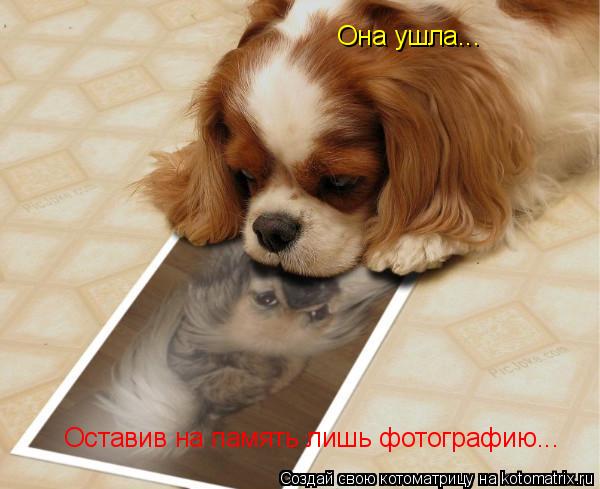 Она ушла... Оставив на память лишь фотографию...... Котоматрица: Она ушла... Оставив на память лишь фотографию...