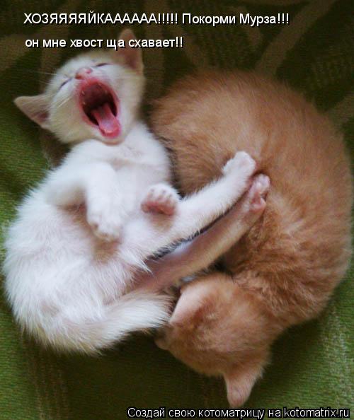 ХОЗЯЯЯЯЙКАААААА!!!!! Покорми Мурза!!! он мне хвост ща схавает!!... Котоматрица: ХОЗЯЯЯЯЙКАААААА!!!!! Покорми Мурза!!! он мне хвост ща схавает!!