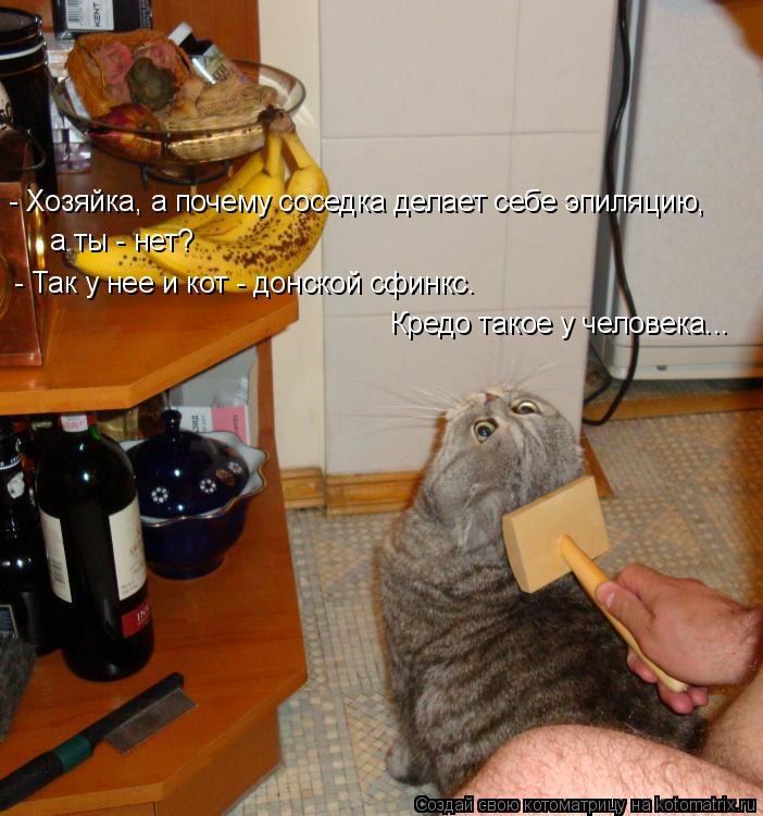 Кредо такое у человека... - Так у нее и кот - донской сфинкс. а ты - нет? - Хозяйка, а почему соседк... Котоматрица: Кредо такое у человека... - Так у нее и кот - донской сфинкс. а ты - нет? - Хозяйка, а почему соседка делает себе эпиляцию,