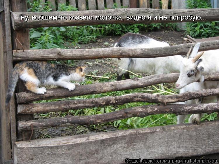 ну, вобщем-то козьего молочка, видно я и не попробую...... Котоматрица: ну, вобщем-то козьего молочка, видно я и не попробую...