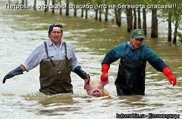 Петрович, это скажи спасибо, что не бегемота спасаем!!... Котоматрица: Петрович, это скажи спасибо, что не бегемота спасаем!!