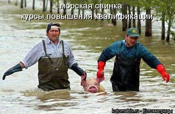 морская свинка курсы повышения квалификации... Котоматрица: морская свинка курсы повышения квалификации