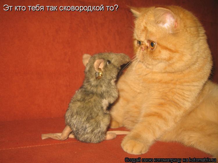 Эт кто тебя так сковородкой то?... Котоматрица: Эт кто тебя так сковородкой то?
