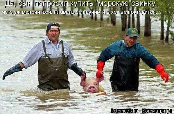Да, сын попросил купить "морскую"свинку. чего уж мелочиться, плавать ее научим и в хоз-ве пригодится.... Котоматрица: Да, сын попросил купить "морскую"свинку. чего уж мелочиться, плавать ее научим и в хоз-ве пригодится.