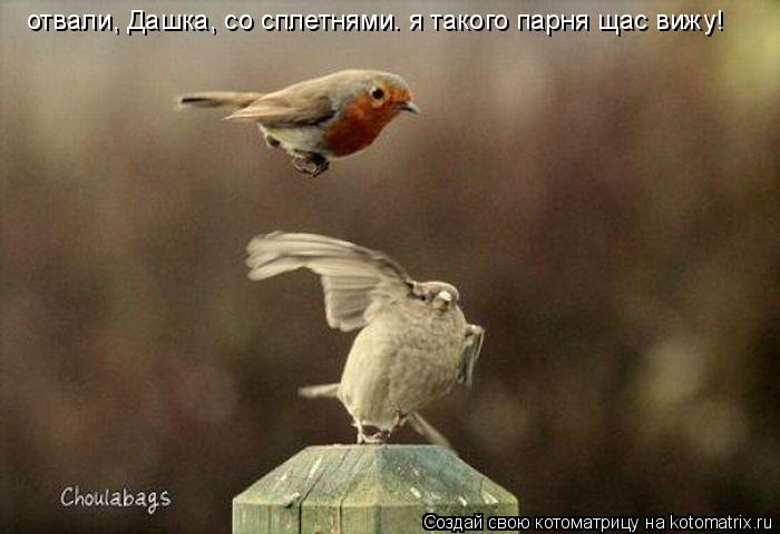 отвали, Дашка, со сплетнями. я такого парня щас вижу!... Котоматрица: отвали, Дашка, со сплетнями. я такого парня щас вижу!