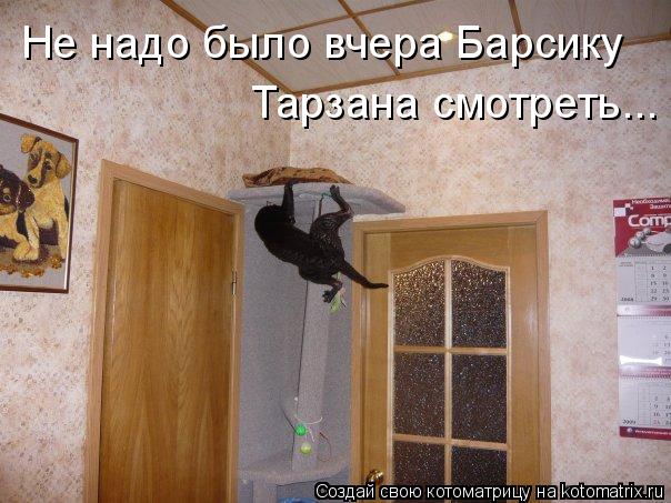 Не надо было вчера Барсику Не надо было вчера Барсику Тарзана смотреть...... Котоматрица: Не надо было вчера Барсику Не надо было вчера Барсику Тарзана смотреть...