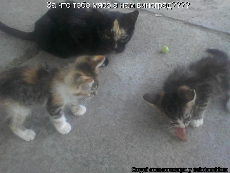 За что тебе мясо а нам виноград????... Котоматрица: За что тебе мясо а нам виноград????
