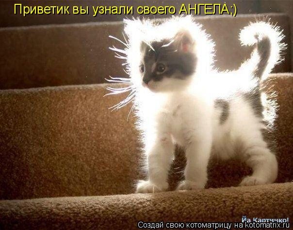 Приветик вы узнали своего АНГЕЛА;)... Котоматрица: Приветик вы узнали своего АНГЕЛА;)