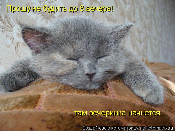 там вечеринка начнется... Прошу не будить до 8 вечера!... Котоматрица: там вечеринка начнется... Прошу не будить до 8 вечера!