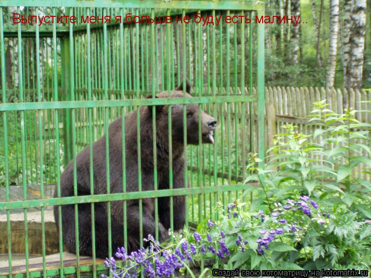 Выпустите меня я больше не буду есть малину...... Котоматрица: Выпустите меня я больше не буду есть малину...