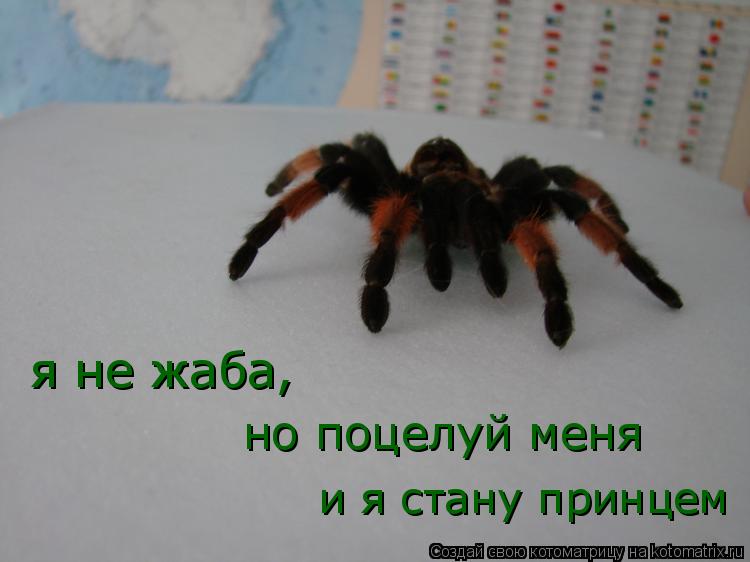 я не жаба, но поцелуй меня и я стану принцем... Котоматрица: я не жаба, но поцелуй меня и я стану принцем