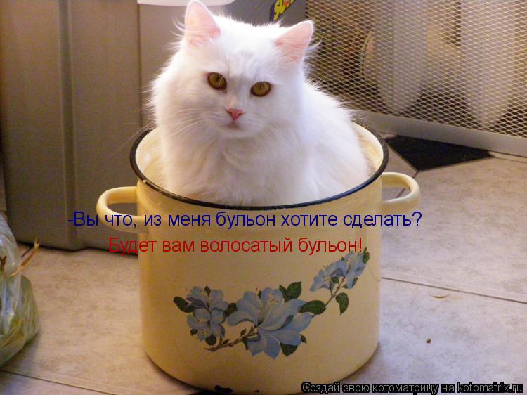 -Вы что, из меня бульон хотите сделать? Будет вам волосатый бульон!... Котоматрица: -Вы что, из меня бульон хотите сделать? Будет вам волосатый бульон!