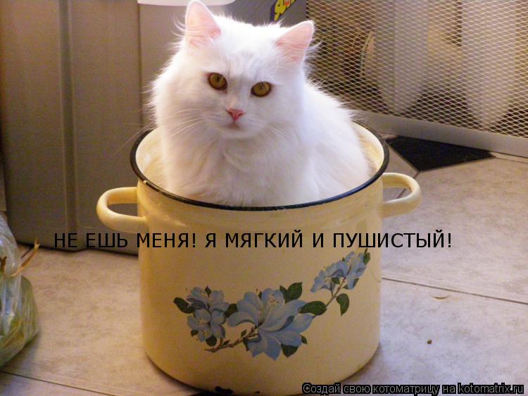 НЕ ЕШЬ МЕНЯ! Я МЯГКИЙ И ПУШИСТЫЙ!... Котоматрица: НЕ ЕШЬ МЕНЯ! Я МЯГКИЙ И ПУШИСТЫЙ!