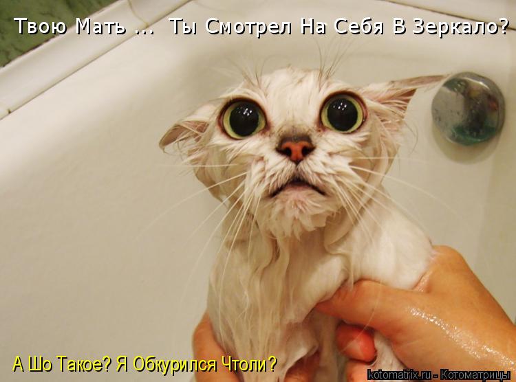 Твою Мать ... Ты Смотрел На Себя В Зеркало? А Шо Такое? Я Обкурился Чтоли?... Котоматрица: Твою Мать ... Ты Смотрел На Себя В Зеркало? А Шо Такое? Я Обкурился Чтоли?
