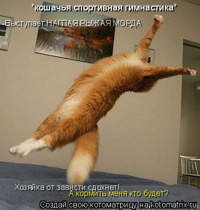*кошачья спортивная гимнастика* -Выступает НАГЛАЯ РЫЖАЯ МОРДА Хозяйка от зависти сдохнет! А кормить м... Котоматрица: *кошачья спортивная гимнастика* -Выступает НАГЛАЯ РЫЖАЯ МОРДА Хозяйка от зависти сдохнет! А кормить меня кто будет?