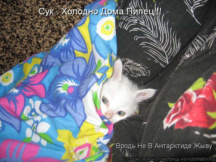 Сук.. Холодно Дома Пипец!!! Вродь Не В Антарктиде Жыву... Котоматрица: Сук.. Холодно Дома Пипец!!! Вродь Не В Антарктиде Жыву