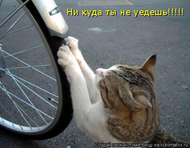 Ни куда ты не уедешь!!!!!... Котоматрица: Ни куда ты не уедешь!!!!!