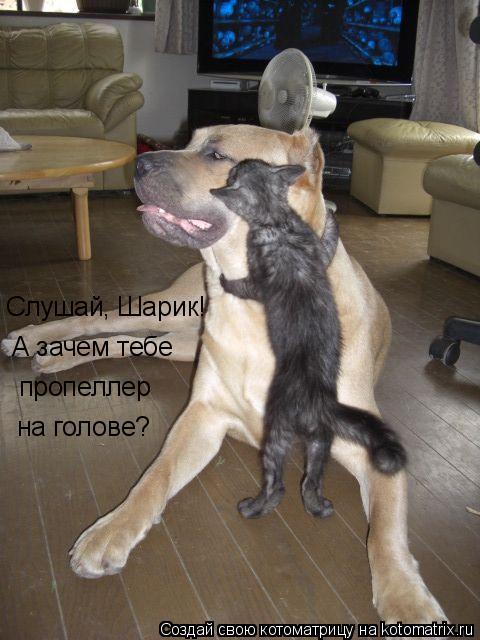 Слушай, Шарик! А зачем тебе пропеллер на голове?... Котоматрица: Слушай, Шарик! А зачем тебе пропеллер на голове?