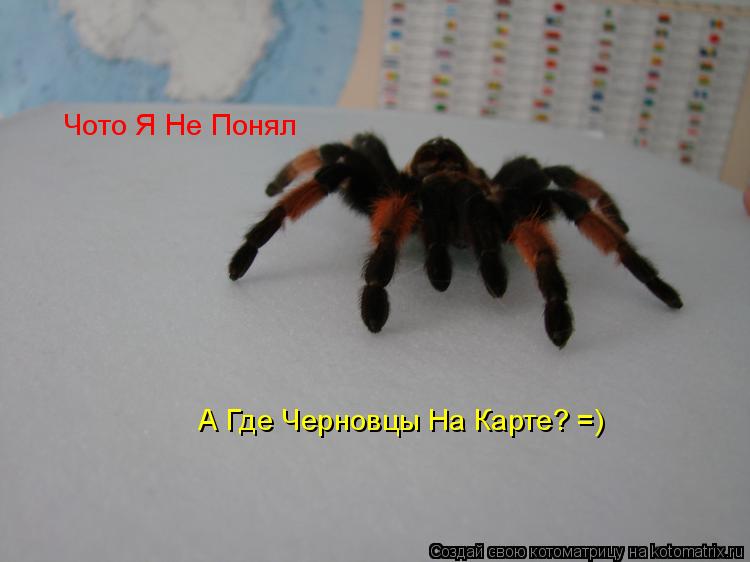 Чото Я Не Понял А Где Черновцы На Карте? =)... Котоматрица: Чото Я Не Понял А Где Черновцы На Карте? =)