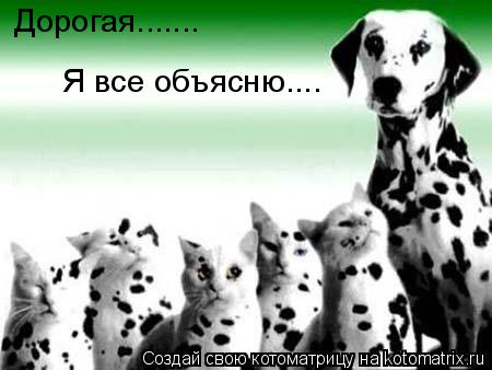Дорогая....... Я все объясню....... Котоматрица: Дорогая....... Я все объясню....