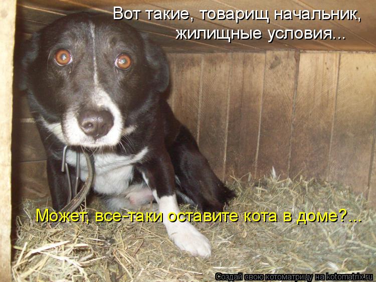 Вот такие, товарищ начальник, жилищные условия... Может, все-таки оставите кота в доме?...... Котоматрица: Вот такие, товарищ начальник, жилищные условия... Может, все-таки оставите кота в доме?...