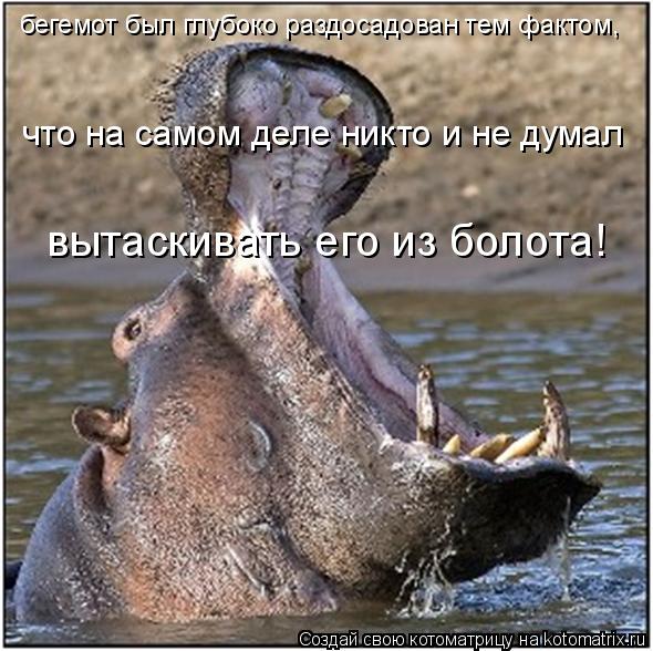 Котоматрица: бегемот был глубоко раздосадован тем фактом, что на самом деле никто и не думал вытаскивать его из болота!