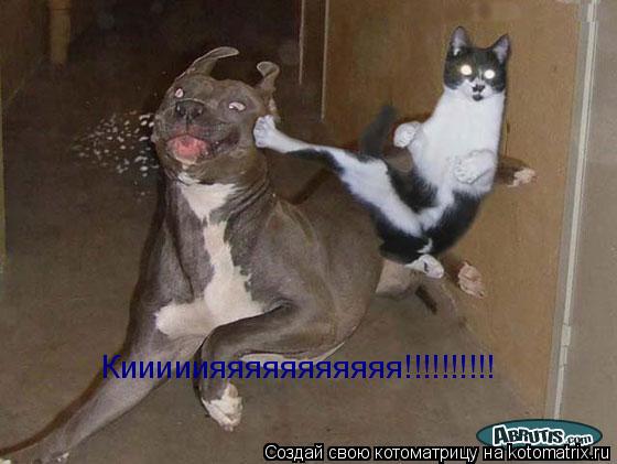 Кииииияяяяяяяяяяя!!!!!!!!!!... Котоматрица: Кииииияяяяяяяяяяя!!!!!!!!!!
