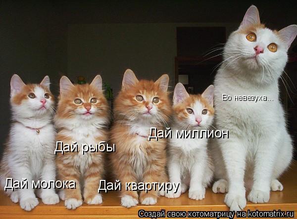 Дай молока Дай рыбы Дай квартиру Дай миллион Во невезуха...... Котоматрица: Дай молока Дай рыбы Дай квартиру Дай миллион Во невезуха...