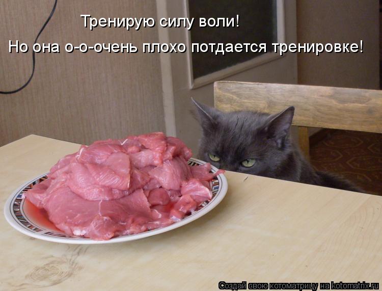Тренирую силу воли! Но она о-о-очень плохо потдается тренировке!... Котоматрица: Тренирую силу воли! Но она о-о-очень плохо потдается тренировке!