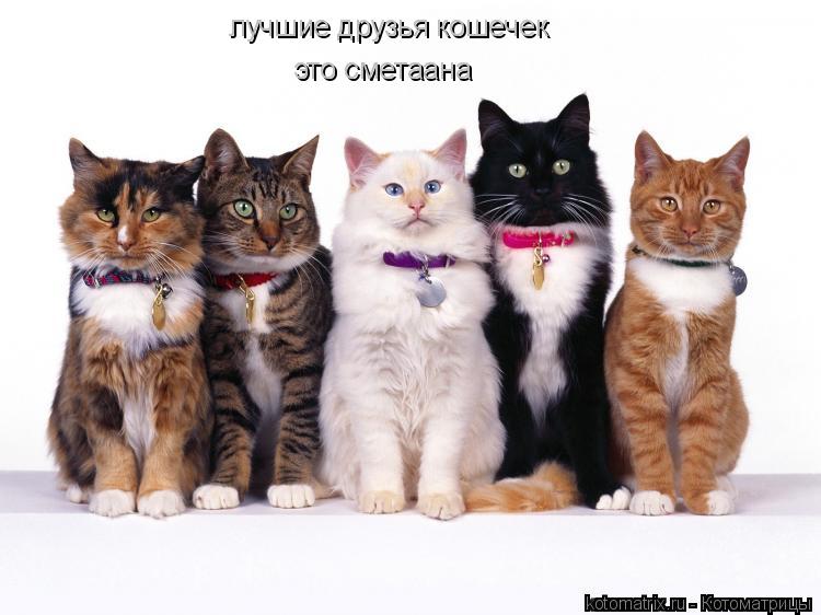 лучшие друзья кошечек это сметаана... Котоматрица: лучшие друзья кошечек это сметаана