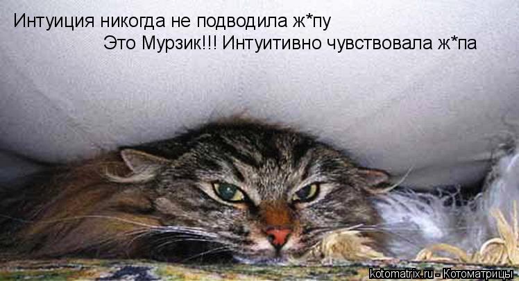 Интуиция никогда не подводила ж*пу Это Мурзик!!! Интуитивно чувствовала ж*па... Котоматрица: Интуиция никогда не подводила ж*пу Это Мурзик!!! Интуитивно чувствовала ж*па
