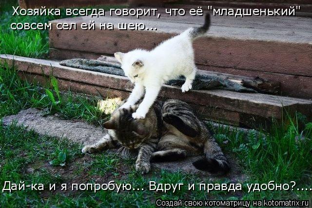 Хозяйка всегда говорит, что её "младшенький" Дай-ка и я попробую... Вдруг и правда удобно?.... совсем... Котоматрица: Хозяйка всегда говорит, что её "младшенький" Дай-ка и я попробую... Вдруг и правда удобно?.... совсем сел ей на шею...