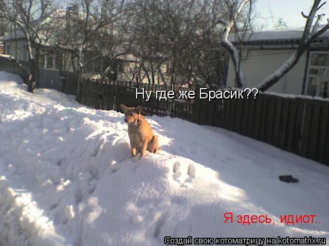 Ну где же Брасик?? Я здесь, идиот..... Котоматрица: Ну где же Брасик?? Я здесь, идиот..