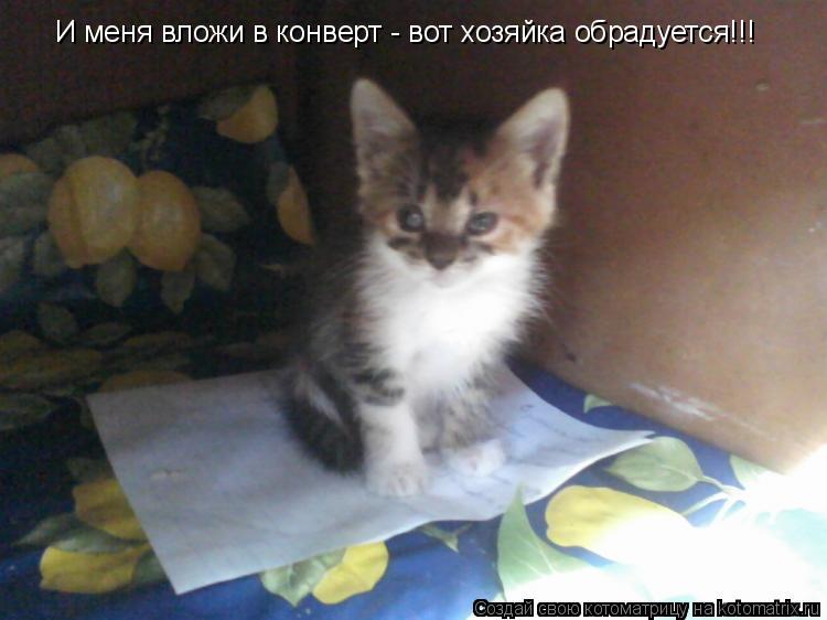 И меня вложи в конверт - вот хозяйка обрадуется!!!... Котоматрица: И меня вложи в конверт - вот хозяйка обрадуется!!!