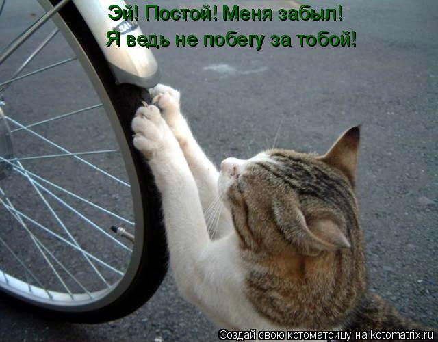 Эй! Постой! Меня забыл! Я ведь не побегу за тобой!... Котоматрица: Эй! Постой! Меня забыл! Я ведь не побегу за тобой!