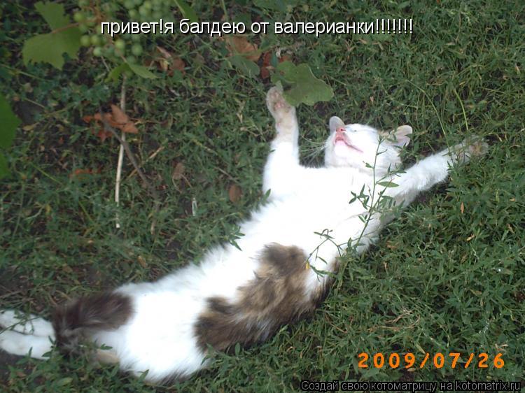 привет!я балдею от валерианки!!!!!!!... Котоматрица: привет!я балдею от валерианки!!!!!!!