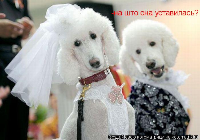 -на што она уставилась?... Котоматрица: -на што она уставилась?