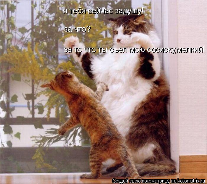я тебя сейчас задушу! за что? за то что ты съел мою сосиску,мелкий!... Котоматрица: я тебя сейчас задушу! за что? за то что ты съел мою сосиску,мелкий!