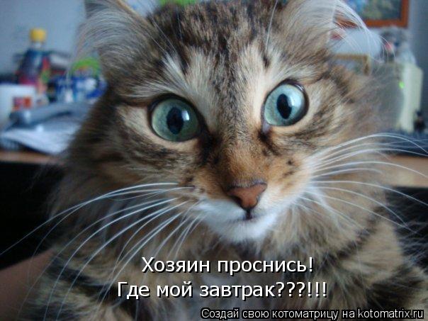 Хозяин проснись! Где мой завтрак???!!!... Котоматрица: Хозяин проснись! Где мой завтрак???!!!