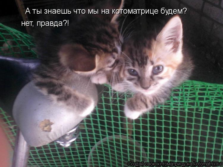 А ты знаешь что мы на котоматрице будем? нет, правда?!... Котоматрица: А ты знаешь что мы на котоматрице будем? нет, правда?!