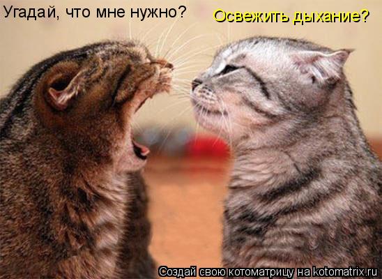 Угадай, что мне нужно? Освежить дыхание?... Котоматрица: Угадай, что мне нужно? Освежить дыхание?